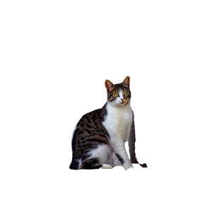 A Striped Domestic Cat Sits Alertly By A Textured Stone Wall, Showcasing Its Natural Beauty. 14601 - Cat PNG image with transparent background